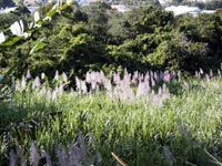 canne  sucre