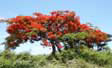 flamboyant