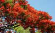flamboyant