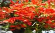 flamboyant