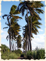 Alle de cocotiers Saint Louis