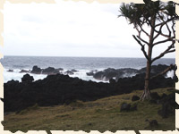 Sud sauvage