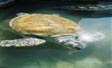 tortue
