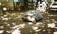 tortue