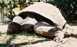 tortue